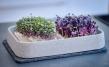 Micro-Garden XL Granicium