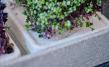 Micro-Garden XL Granicium