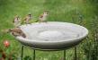 Vogeltränke Granicium mit Ständer