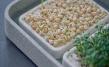 Micro-Garden XL Granicium