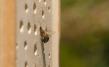 Wildbienenhaus